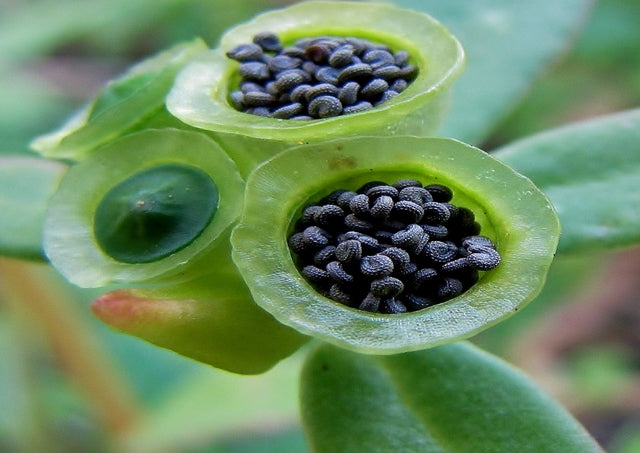 Purslane Golden (Gangiaval koora / Kulfa) – Inherited Seeds