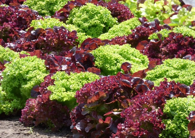 Lettuce Red Salad Bowl
