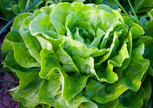 Load image into Gallery viewer, Lettuce Collection Value Pack (3 Varieties)
