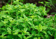 Oregano Common Italian