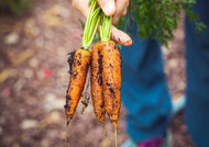Carrot Sweet Asian Kuroda