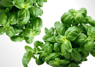 Basil Italian Large Leaf