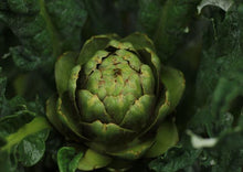 Load image into Gallery viewer, Artichoke - Violet Star
