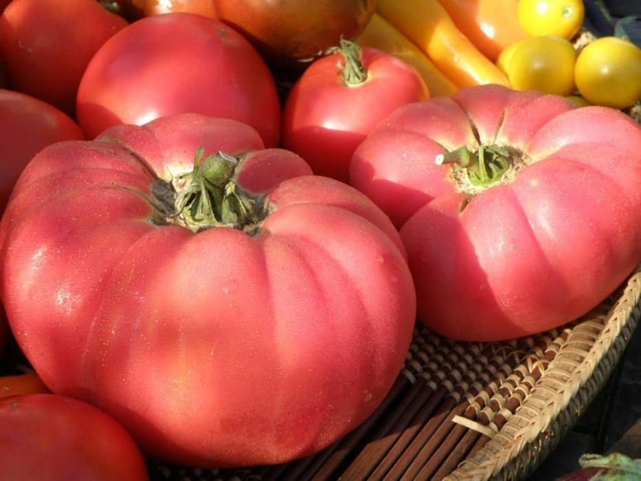 Tomato Amish Beefsteak Pink – Inherited Seeds