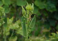 Okra Clemson Spineless