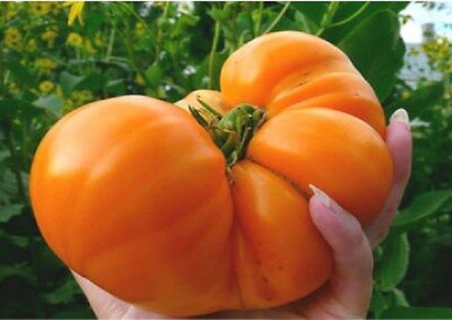 Tomato Large Amana Orange (2 LB+)