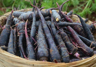 Carrot Black Nebula