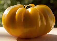 Load image into Gallery viewer, Tomato Large Amana Orange (2 LB+)
