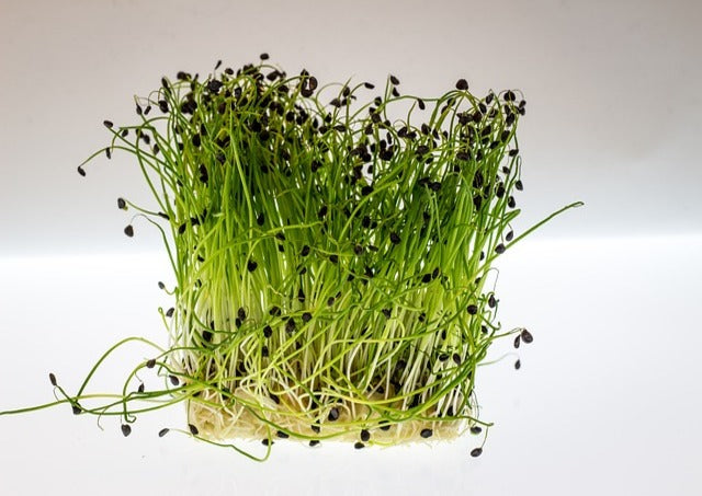 garden cress seeds coles Cress Upland (Aliviraai) 2 Pack (600+ seeds)